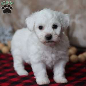 Toby, Bichon Frise Puppy